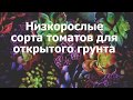 Низкорослые сорта томатов для открытого грунта