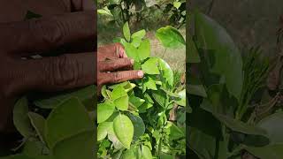 “Shakri Malta on Tree 🍊 | Still Growing & Ripening Naturally 🌿”