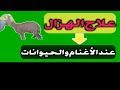 علاج الهزال عند الاغنام الاسباب والعلاج 