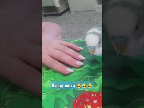 #попугай #тоша #играет