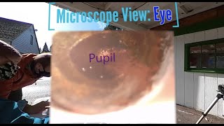 360 Fish Dissection Part 3
