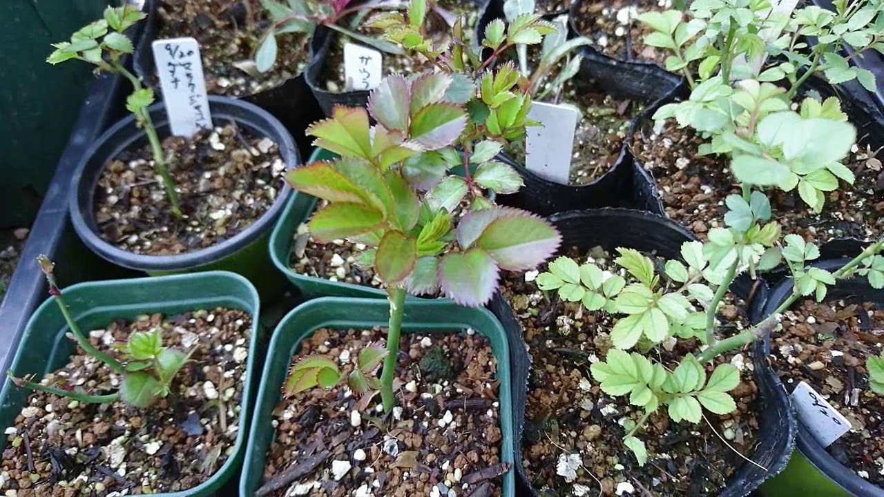 薔薇 バラ 挿し木編 バラの挿し木成功率高い It Rose Cuttings 17年から18年3月1日までの挿し木編 Youtube