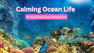 Calming Ocean Life.