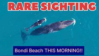 RARE SIGHTING this morn !!