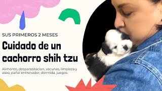 CÓMO CUIDAR UN CACHORRO SHIH TZU