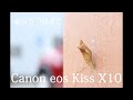 [Canon eos Kiss X10] 　初心者が買って一ヵ月撮ってみた