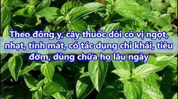 Chữa bệnh lao phổi tận gốc hiệu quả bằng cây thuốc dòi