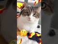 食いしん坊な猫にエジプトの曲を聴かせると…😼✨😂　#ねこ部 #猫のいる暮らし #ねこ動画 #猫好きさんと繋がりたい #cat #ねこ #shorts
