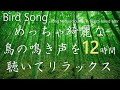 めっちゃ綺麗な鳥のさえずり 自然音12時間 Nature Sounds 12hr鳥の鳴き声はブナ林に響き渡ります Bird Songで 作業 集中 睡眠 リラックス めっちゃ綺麗な鳥のさえずり 自然音12時間 Nature Sounds 12hr鳥の鳴き声はブナ林に響き渡ります Bird Songで 作業 集中 睡眠 リラックス