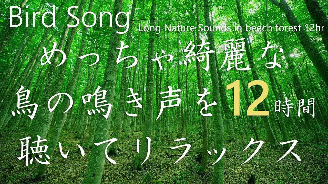 【めっちゃ綺麗な鳥のさえずり 自然音12時間】 nature sounds 12hr鳥の鳴き声はブナ林に響き渡ります。Bird songで 作業/集中/睡眠/リラックス