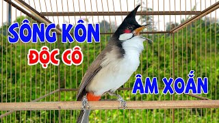 Chào Mào Hót Hay [ GIỌNG KÉP ] | Luyện Giọng Và Kích Bổi Tuyệt Vời | Chào mào song kon/15