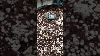 SF-1000 week 1 THC Bomb Auto. Subscribe and follow along