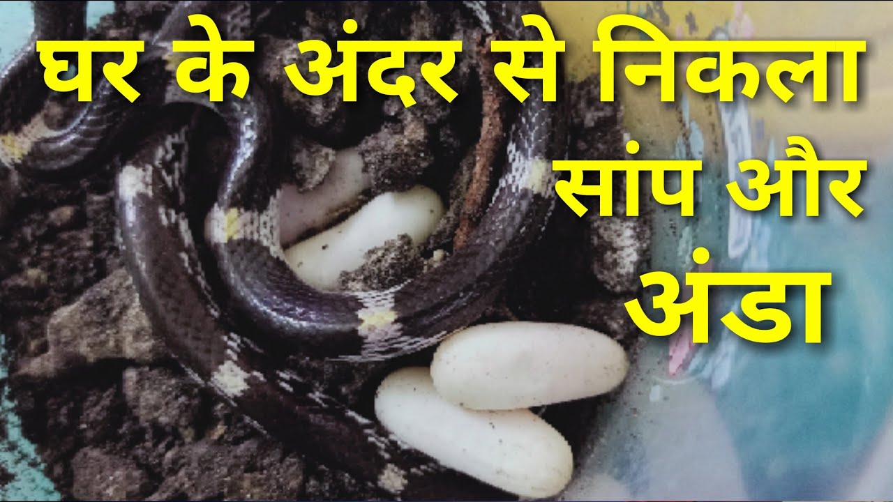 cobra rescue litters Snake lay four eggs in railway quarter rescued