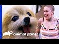 Meeting Special Needs Dogs On Their Search For New Homes | Amanda To The Rescue