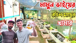 গাজীপুর কাপাসিয়াতে মামুন ভাইয়ের রঙিন মাছের খামার || @gappyBD