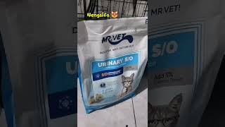 Harik5 Setelah Psang Kateter Kucingsmoga Lekas Sembuh Mbil vidoeshort kucing urinarytracthealth