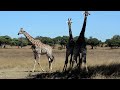 Share2 male Giraffes going for each other