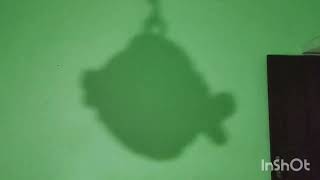 funny fish Ancya vlog