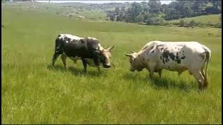 ndukuzempi bafethi I on sale le emhlophe