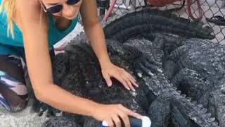 Natures would you scrub an alligators back?