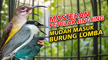 MASTERAN PETULAK JINGJING PIJANTUNG PISANG TENGKEK BUTO BURUNG LOMBA MUDAH MASUK