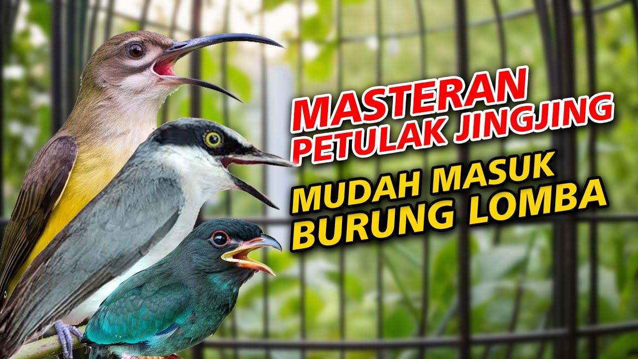 MASTERAN PETULAK JINGJING PIJANTUNG PISANG TENGKEK BUTO BURUNG LOMBA MUDAH MASUK