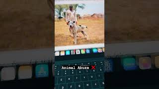 Reasons why people do ear cropping of dogs in Pakistan #animalwelfare #animalrights by Aliyan Vets 76 views 3 months ago 1 minute, 1 second