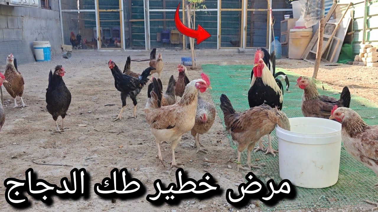 مرض طك الدجاج🐔رتبت المحميه🙂
