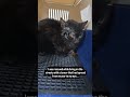 We rescued a cat Panda from the streets while he was suffering from severe cancer that had spread