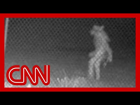 Mystery creature caught on camera has authorities stumped