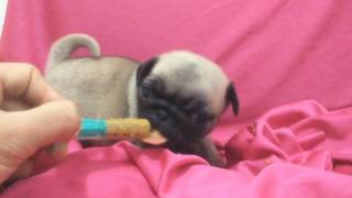 Carlinos Comiendo Su Primera Papilla De Destete