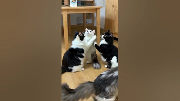 Video 11287681: cute persian cat playing, persiancat kitten