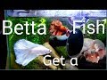 Betta Fish Care Guide (Indepth tutorial, Tips &amp; Tricks)