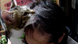 飼い主の髪の毛を頭皮が赤くなるまで念入りに毛づくろいする猫 しまちゃん Youtube