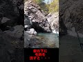 岩の奥に毛鉤を流すと・・・#short