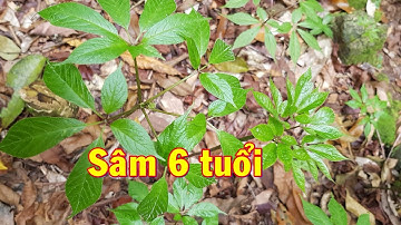 Vườn sâm Ngọc Linh 6 năm tuổi