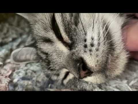 【睡眠用 ASMR】喉をゴロゴロ鳴らす猫のクレアさん 【猫 ゴロゴロ音】