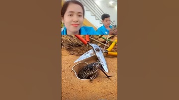 đặt bẫy rắn bằng cái kéo độc lạ cả nhà ơi