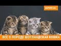 ШОТЛАНДСКАЯ КОШКА ВСЕ О ПОРОДЕ. ИНТЕРЕСНЫЕ ФАКТЫ