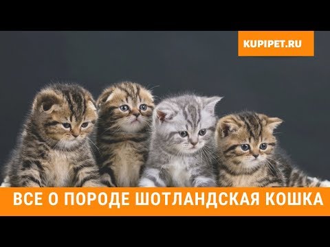 Видео: Какое определение для остроухий?