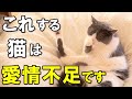 見逃すと危険!飼い主に愛されていない猫が見せる行動【保護猫】