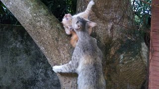 After Several Time Trying, Mama Cat Rescue Her Baby Kitten Successfully on the Tree