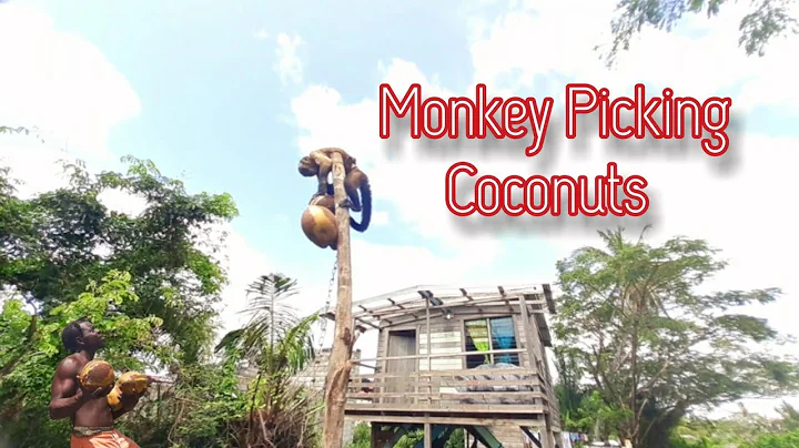 My monkey picking coconuts