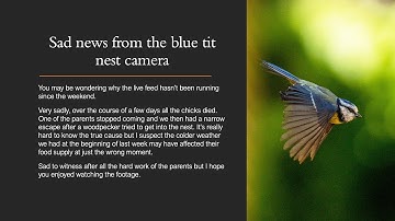 Sad news from the blue tit nest camera