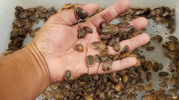 Sorting dubia roaches to feed my reptiles