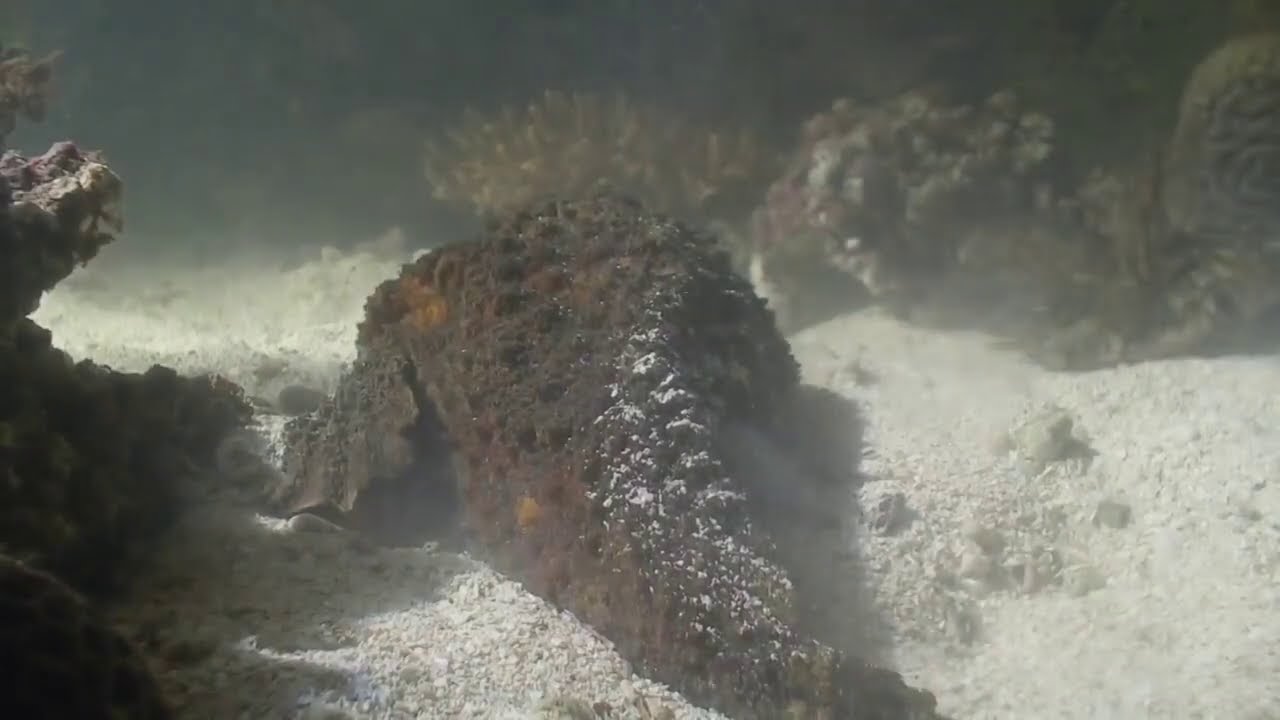 Как маскируется и охотится рыба-камень, представитель семейства Бородавчатковые (Synanceiidae) ?