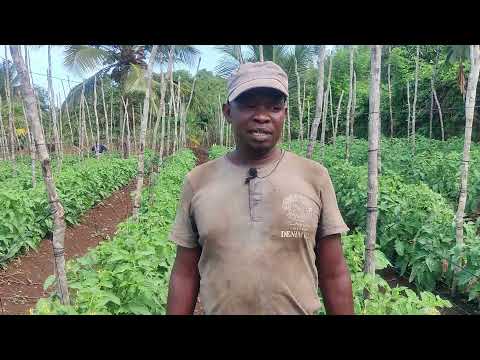 Video: Je, ni faida na hasara gani za udhibiti wa wadudu wa kitamaduni?