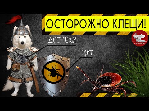 Как защитить собаку от клещей, блох? Таблетки от клещей
