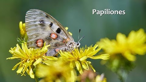 Papiliones. Canon Eos R5. HDR PQ