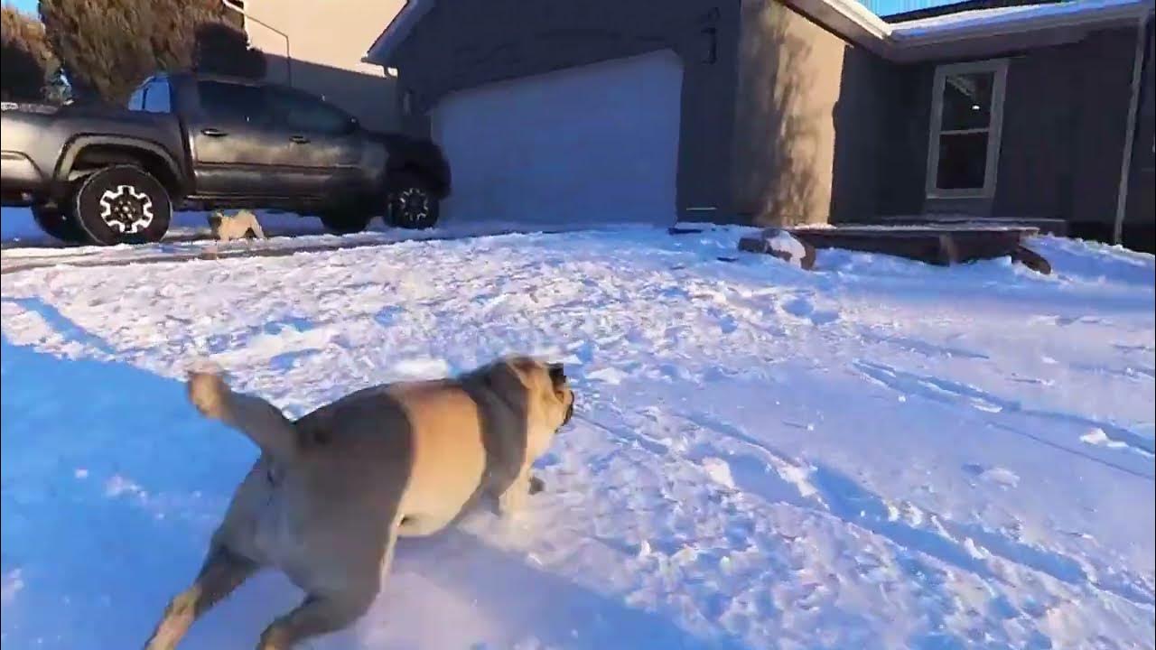 Pug Zoomies! YouTube